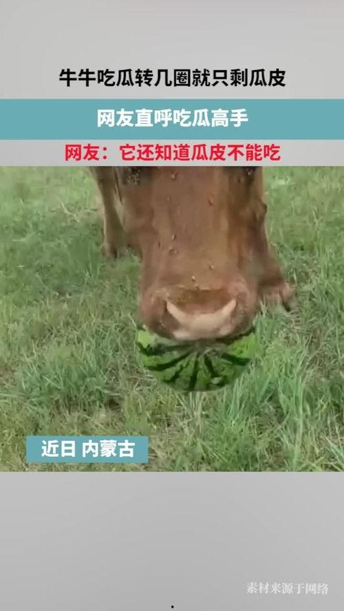 牛吃瓜好吗,探寻农业生态循环的奇妙之旅