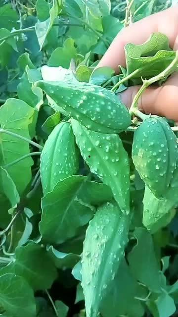 瓢子瓜怎么吃视频,家常美味新尝试