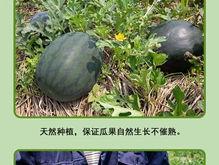 红艳艳吃瓜,揭秘娱乐圈幕后故事