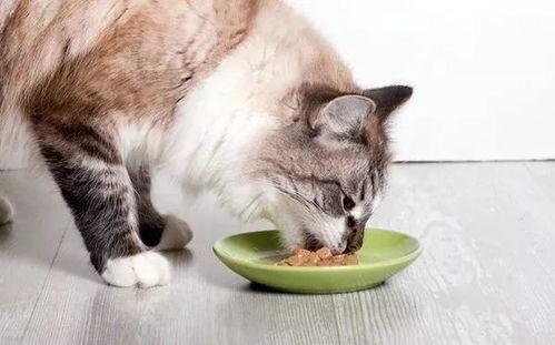 猫反七吃全瓜,揭秘猫咪的独特饮食习惯