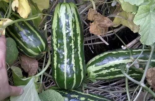 儿子吃梢瓜过敏,揭秘常见食物过敏背后的健康危机