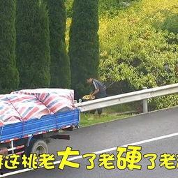 吃瓜的道路,一路吃瓜，一路欢笑