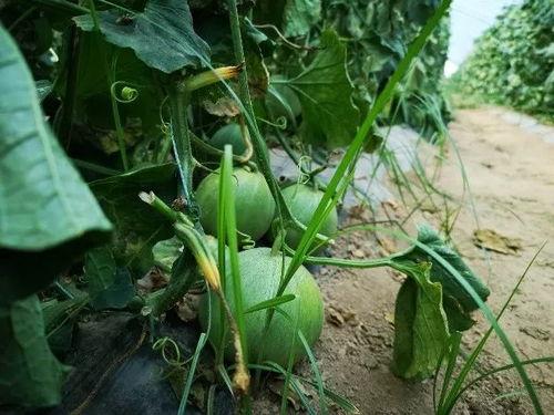 老王吃瓜不苦,揭秘瓜农的甜蜜生活