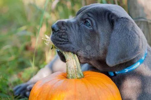 吃毛瓜脚痛,揭秘吃毛瓜引发的脚部不适之谜