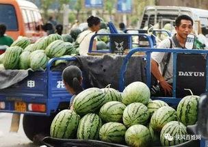 广西交院吃瓜事件,校园风波背后的真相揭秘