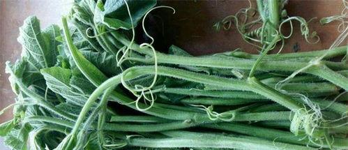 吃瓜尖黑色种子,营养与功效大揭秘